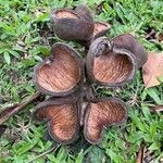 Sterculia foetida fruit picture by Jean Paul Giraud (cc-by-sa)