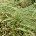 Hordeum murinum flower picture by Francis Rebequita (cc-by-sa)