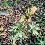 Solidago gigantea fruit picture by Chieppa Gianluca (cc-by-sa)