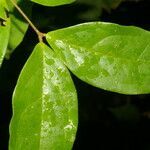 Eugenia basilaris leaf picture by Nelson Zamora Villalobos (cc-by-nc)