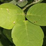 Centrosema macrocarpum leaf picture by Nelson Zamora Villalobos (cc-by-nc)