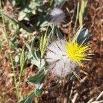 Centaurea eriophora flower picture by Giorgio Fornara (cc-by-sa)