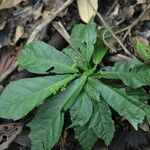 Pavonia schiedeana leaf picture by Nelson Zamora Villalobos (cc-by-nc)