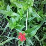 Silene chalcedonica flower picture by Spiker Shae (cc-by-sa)