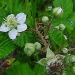 Rubus pruinosus flower picture by Panthère Rose (cc-by-sa)