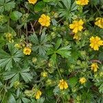 Potentilla tabernaemontani habit picture by Sabina Hartmann (cc-by-sa)