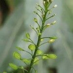 Lepidium ruderale flower picture by 22Ben Combes (cc-by-sa)