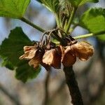 Dombeya acutangula fruit picture by P. Bonnet (cc-by-sa)