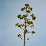 Agave americana flower picture by toni (cc-by-sa)