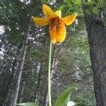 Lilium canadense flower picture by Angela Wheeler (cc-by-sa)