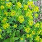 Euphorbia verrucosa flower picture by denis som (cc-by-sa)