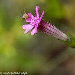 Silene rubella flower picture by Stephen Cope (cc-by-sa)