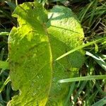 Rumex longifolius leaf picture by Corinne REMINIAC (cc-by-sa)