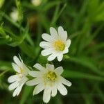 Stellaria holostea flower picture by michel metzger (cc-by-sa)