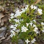 Houstonia longifolia flower picture by Jennifer (cc-by-sa)