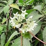 Solanum abutiloides flower picture by Trap Hers (cc-by-sa)