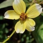 Bidens aurea flower picture by Sergio-OMA (cc-by-sa)