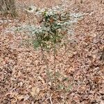 Nandina domestica habit picture by Lily Jones (cc-by-sa)