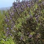 Lavandula canariensis habit picture by Szabolcs Frater (cc-by-sa)