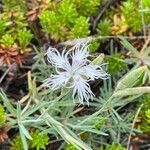 Dianthus arenarius flower picture by Reinhold Eberhardt (cc-by-sa)