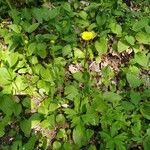 Doronicum plantagineum habit picture by louis bregeat (cc-by-sa)