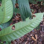 Thyrsodium puberulum leaf picture by Lisa Moreno (cc-by-sa)