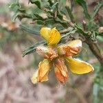 Genista tridentata flower picture by Fani Ibarra (cc-by-sa)