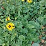 Rudbeckia fulgida habit picture by Bastaros Daniel (cc-by-sa)