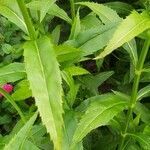 Physostegia virginiana leaf picture by liu yuli (cc-by-sa)