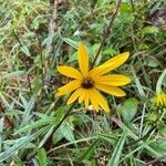 Helianthus angustifolius flower picture by Mr. G Roberts (cc-by-sa)