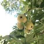 Juglans nigra fruit picture by Sergio Tettamanti (cc-by-sa)