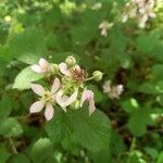 Rubus scaber flower picture by Robert Maes (cc-by-sa)