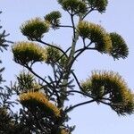 Agave fourcroydes flower picture by Giráldez Martínez (cc-by-sa)