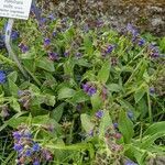 Pulmonaria mollis habit picture by manuseitz (cc-by-sa)