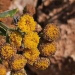 Tanacetum balsamita flower picture by Daniel Barthelemy (cc-by-sa)