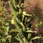 Oenothera glazioviana fruit picture by Dieter Albrecht (cc-by-sa)