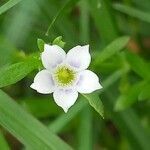 Dentella repens flower picture by kumar Bhimsen (cc-by-sa)