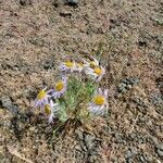 Erigeron pumilus leaf picture by Michael Finch (cc-by-sa)