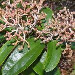 Miconia albicans flower picture by Nelson Zamora Villalobos (cc-by-nc)