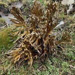 Loricaria complanata habit picture by Fabien Anthelme (cc-by-sa)