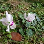 Cyclamen persicum flower picture by Ata Bilgili (cc-by-sa)