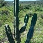 Cereus forbesii habit picture by Trap Hers (cc-by-sa)