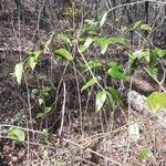 Smilax laurifolia habit picture by Eli Small (cc-by-sa)