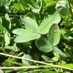 Trifolium ochroleucon leaf picture by Christophe Le Renard (cc-by-sa)