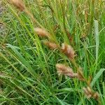 Eragrostis superba flower picture by susan brown (cc-by-sa)