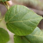 Dombeya elegans leaf picture by E. Mouysset (cc-by-sa)