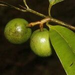 Calophyllum brasiliense fruit picture by Nelson Zamora Villalobos (cc-by-nc)