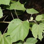 Allosidastrum pyramidatum leaf picture by Nelson Zamora Villalobos (cc-by-nc)