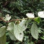 Drymonia alloplectoides leaf picture by Nelson Zamora Villalobos (cc-by-nc)