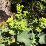 Alchemilla coriacea flower picture by Geneviève Schmit (cc-by-sa)